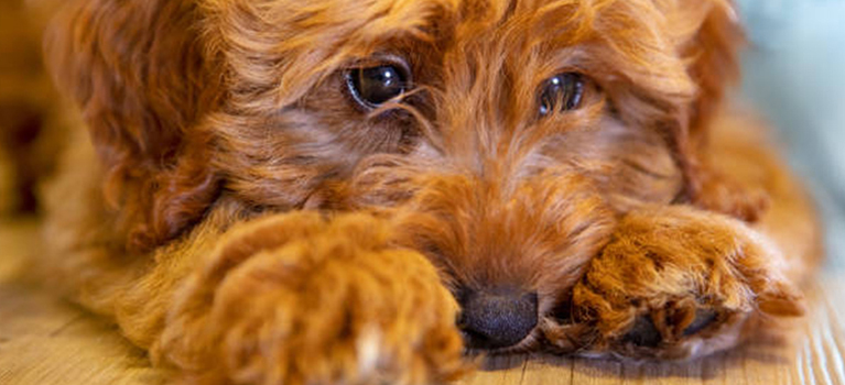 Hunderassen-Gruppen verstehen