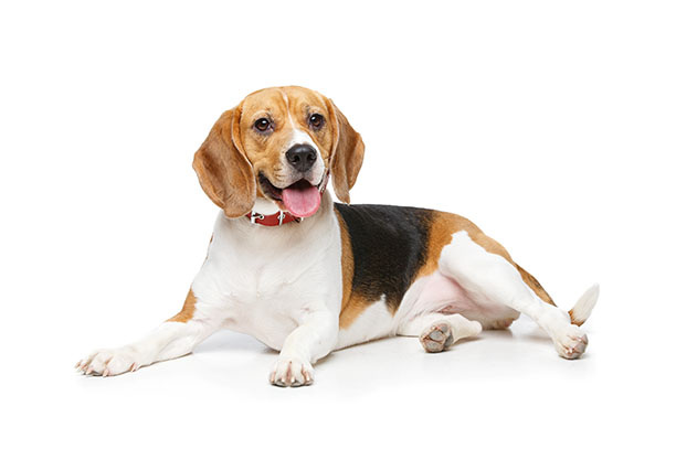 Ein Beagle mit heraushängender Zunge auf einem weißen Hintergrund