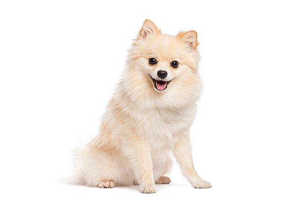 Zwergspitz Hunderasse